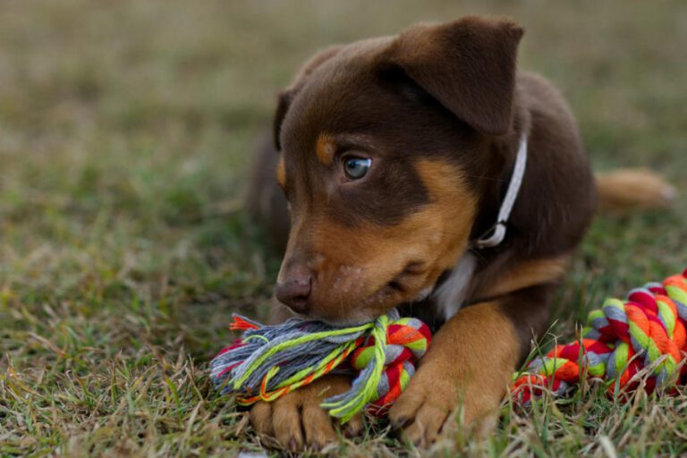 Quando é que um cachorro pode sair para a rua e do que precisa?
