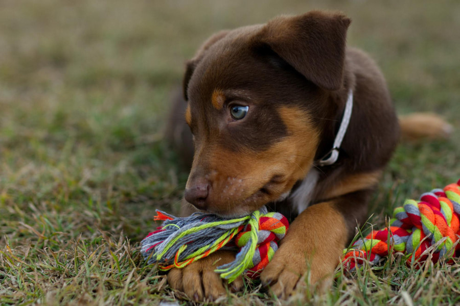 Quando é que um cachorro pode sair para a rua e do que precisa?