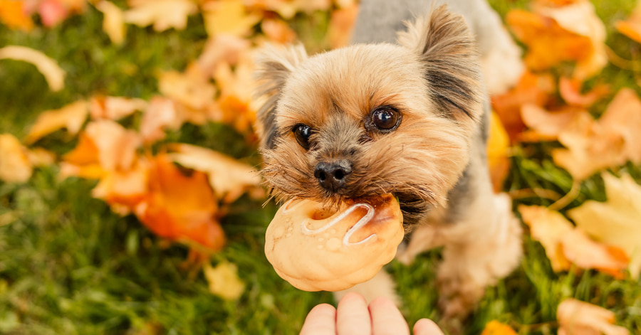 Treinar um cachorro para não morder