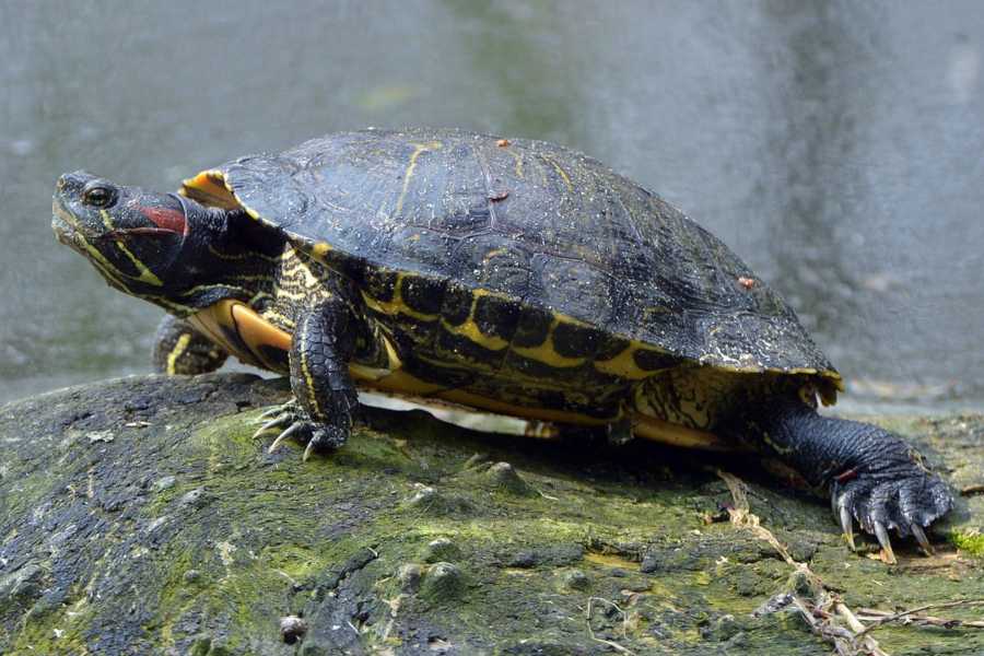 Tartarugas de orelhas vermelhas