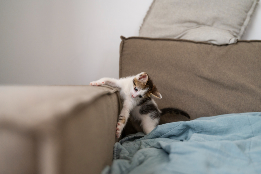 Como impedir que os gatos arranhem o sofá e outros móveis