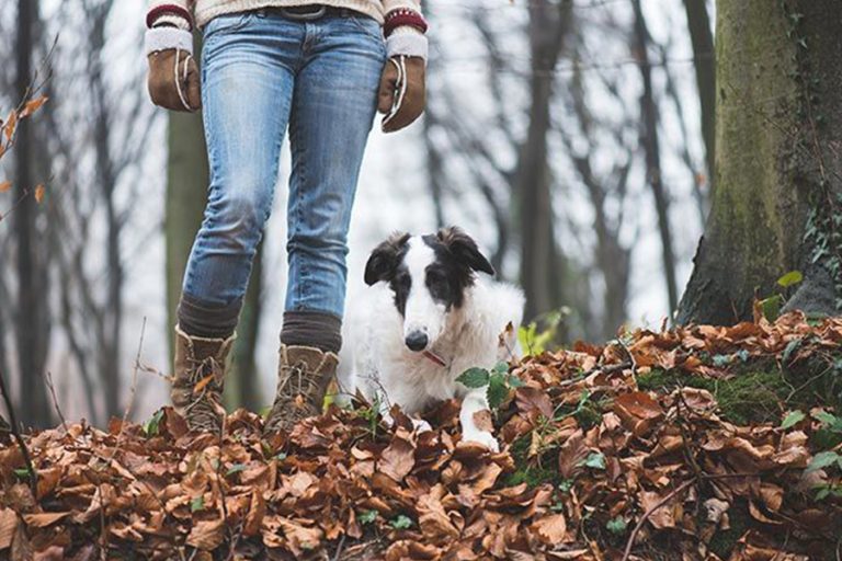 o que levar na mala para umas férias com o meu cão?