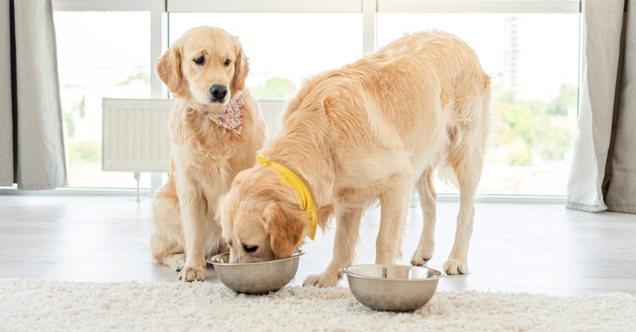 melhor dieta para um cão golder retriever