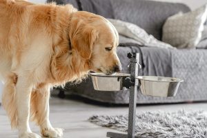 As melhores rações para cães golden retriever