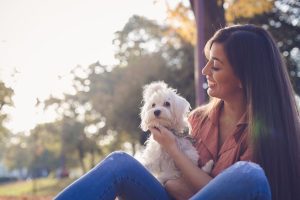 O que é que um bichón Maltês come? Dieta e melhor alimentação