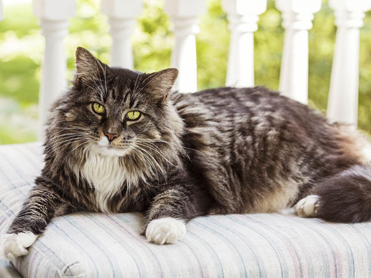 Curiosidades Do Gato Do Bosque Da Noruega Tiendanimal Blog