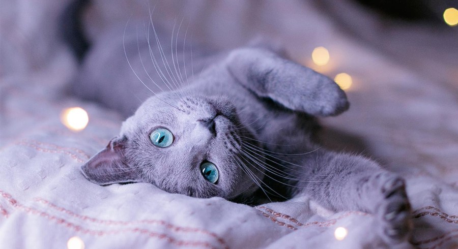 Brinquedos para um gato azul russo?