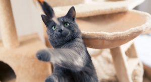 british-shorthair-brinquedos