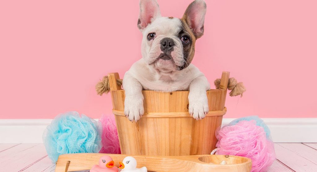 como-cuidar-da-higiene-do-seu-bulldog?-quantas-vezes-deve-dar-lhe-banho?