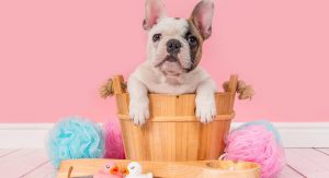 como-cuidar-da-higiene-do-seu-bulldog?-quantas-vezes-deve-dar-lhe-banho?