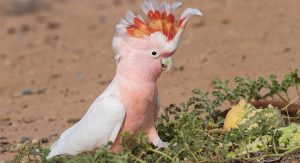 cacatatua-inca-agressiva