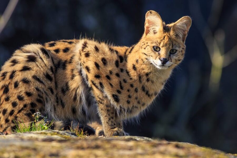 Características do serval, como são estes felinos?