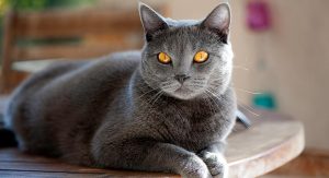 carater-chartreux