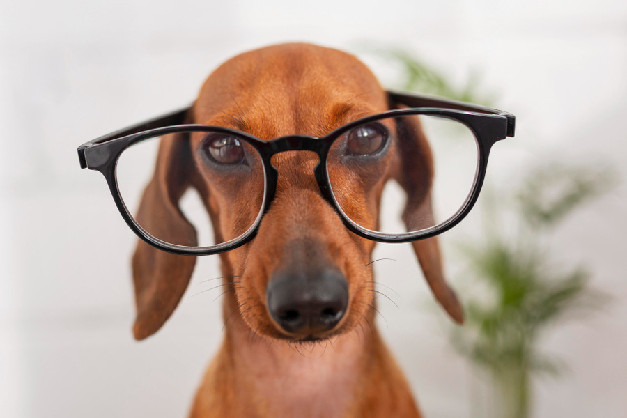 Como é que os cães vêem? Descubra a Visão canina e as suas curiosidades