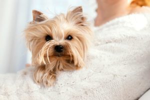 Como manter a pelagem de um Yorkshire Terrier