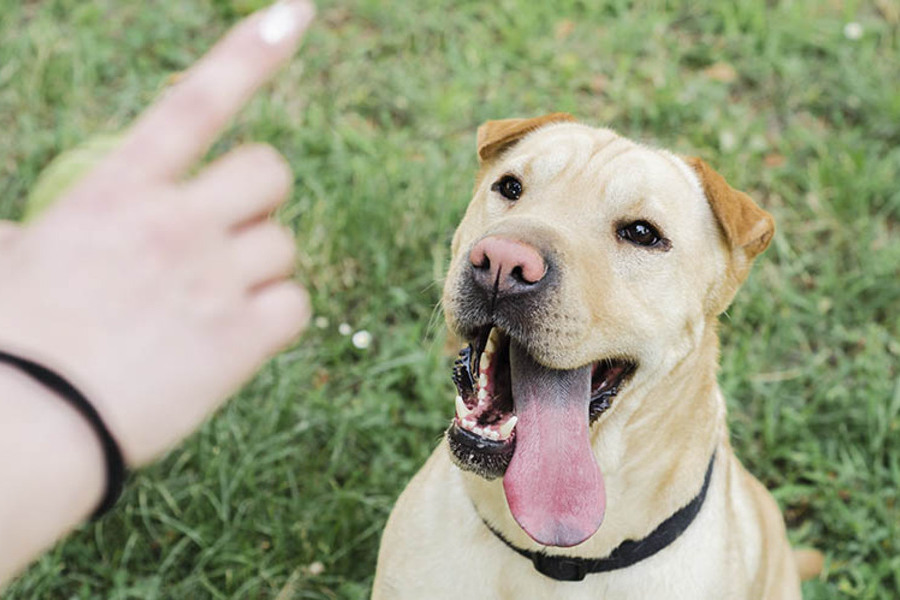 Como treinar o seu cão? Primeiros passos