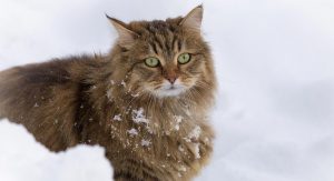 cuidados-e-saude-gato-siberiano