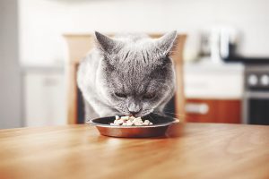 Benefícios da dieta BARF para gatos