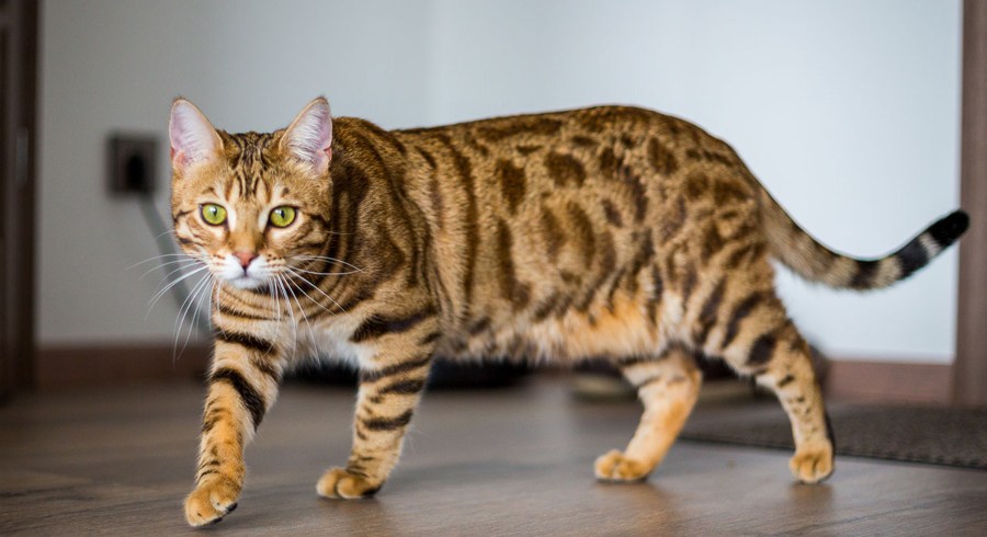 Quais são as principais características do gato bengalí?