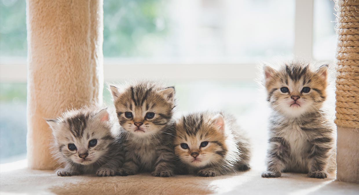 gatos-pequenos-cuidar-gatinho