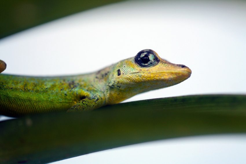 alimentação-gecko