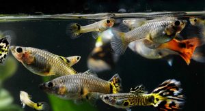 guppy-aquario