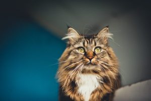 maine-coon