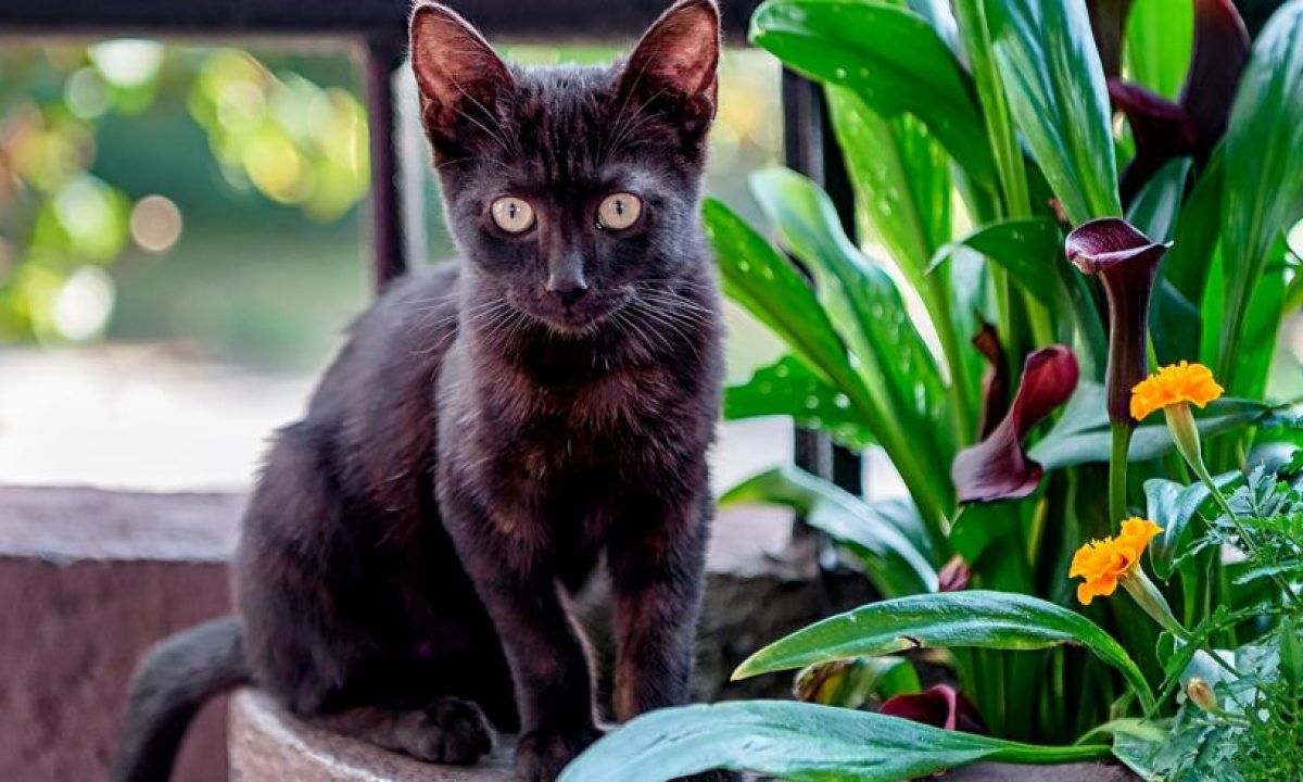 GATO BOMBAIM 🐱 características, cuidados e saúde! 🐾 