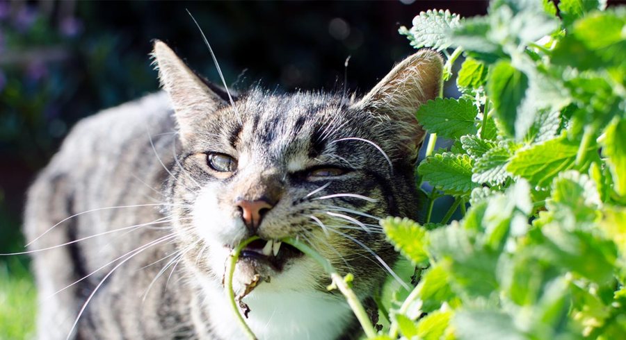 melhores-ervas-para-gatos