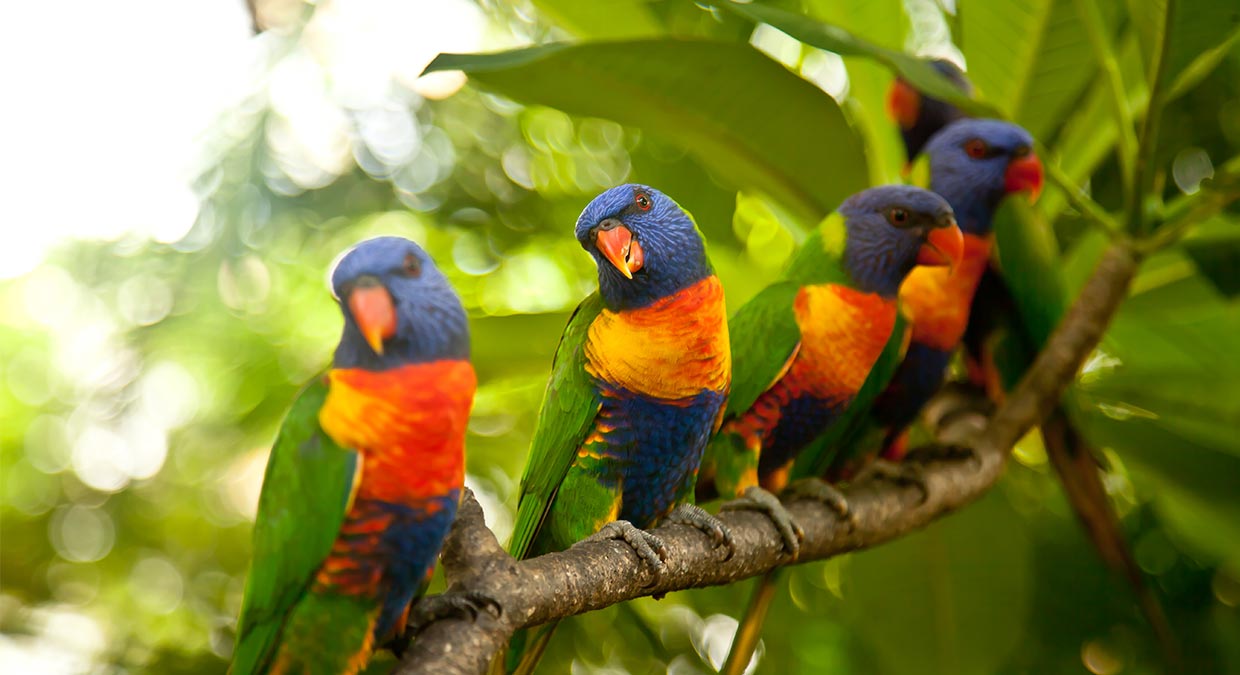 papagaiao-arcoiris