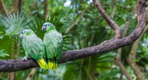 Você sabe se papagaio pode comer carambola? Descubra!