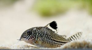 peixes-corydoras-aquario