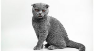 problemas-saude-scottish-fold