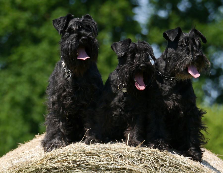 cuidados-para-o-pelo-do-schnauzer:-como-cuidar-da-higiene-do-meu-cao