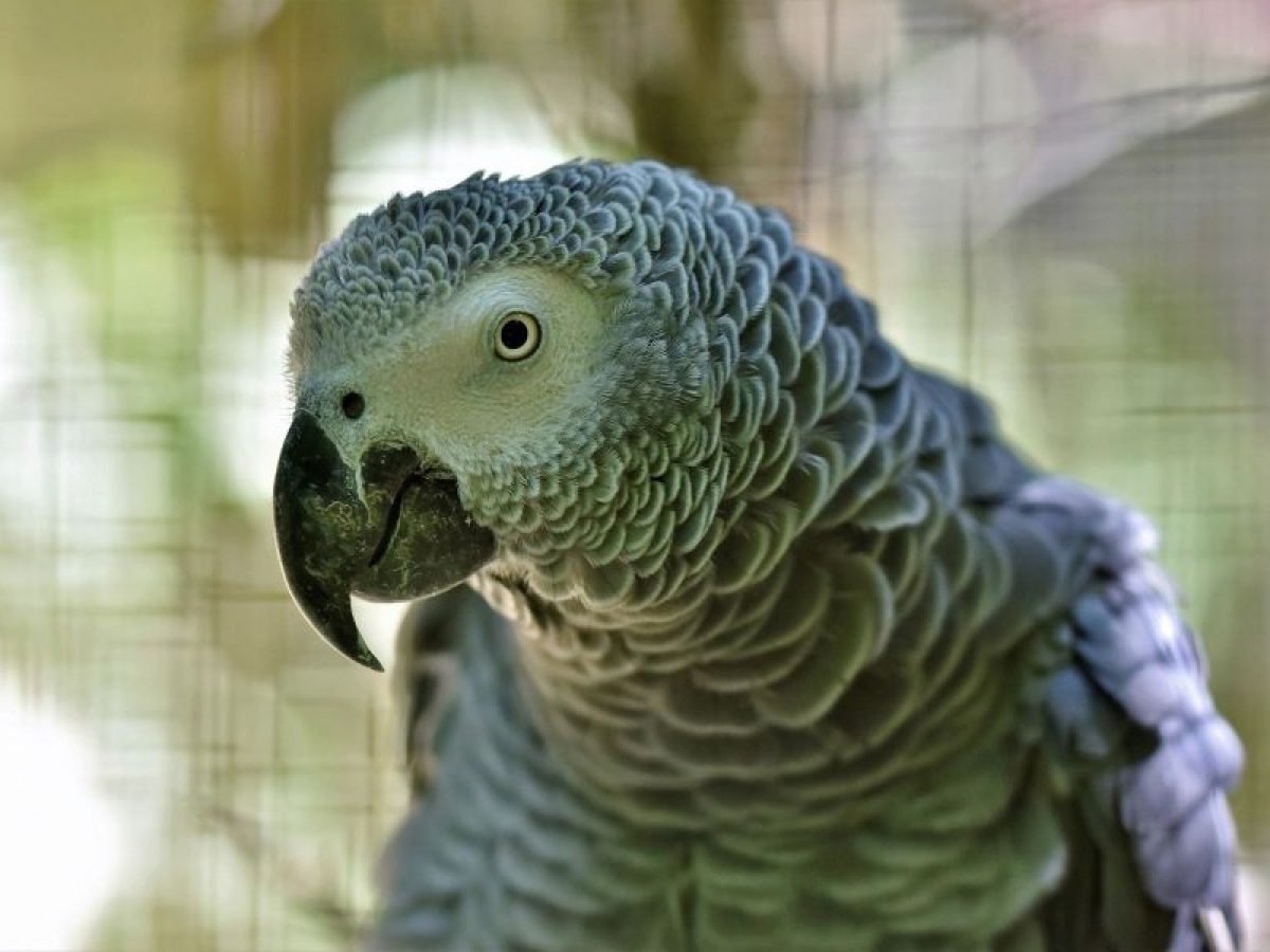 Como ensinar a falar ao teu papagaio • Tiendanimal Blog