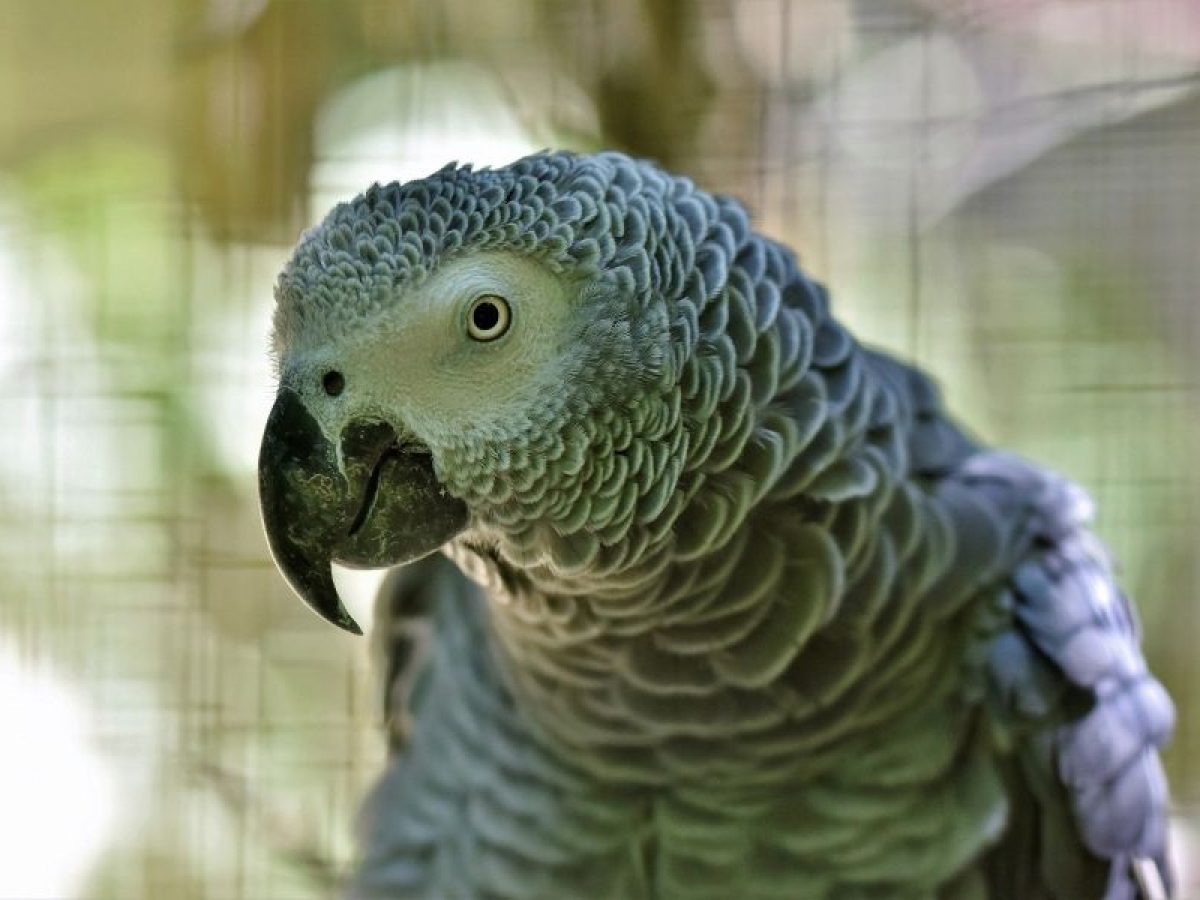 Como ensinar a falar ao teu papagaio • Tiendanimal Blog Como ensinar a falar ao teu papagaio • Tiendanimal Blog