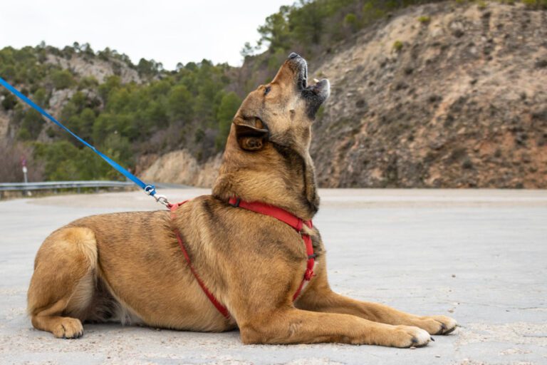 O que é que significa quando um cão uiva?