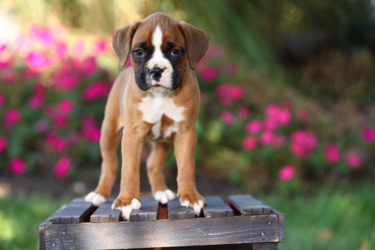 boxer-cachorrinho