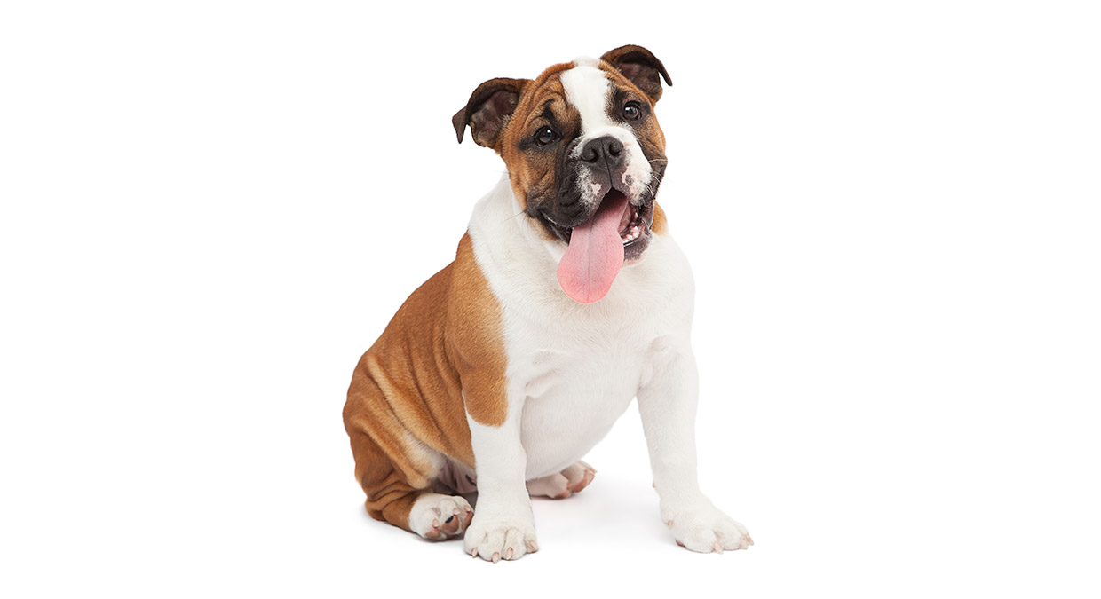 bulldog-ingles-sentarse