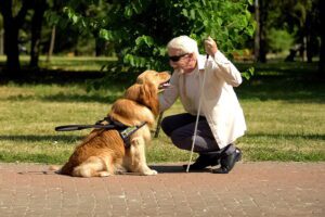 Cães-guia: raças, qualidades, tarefas e requisitos para adoção