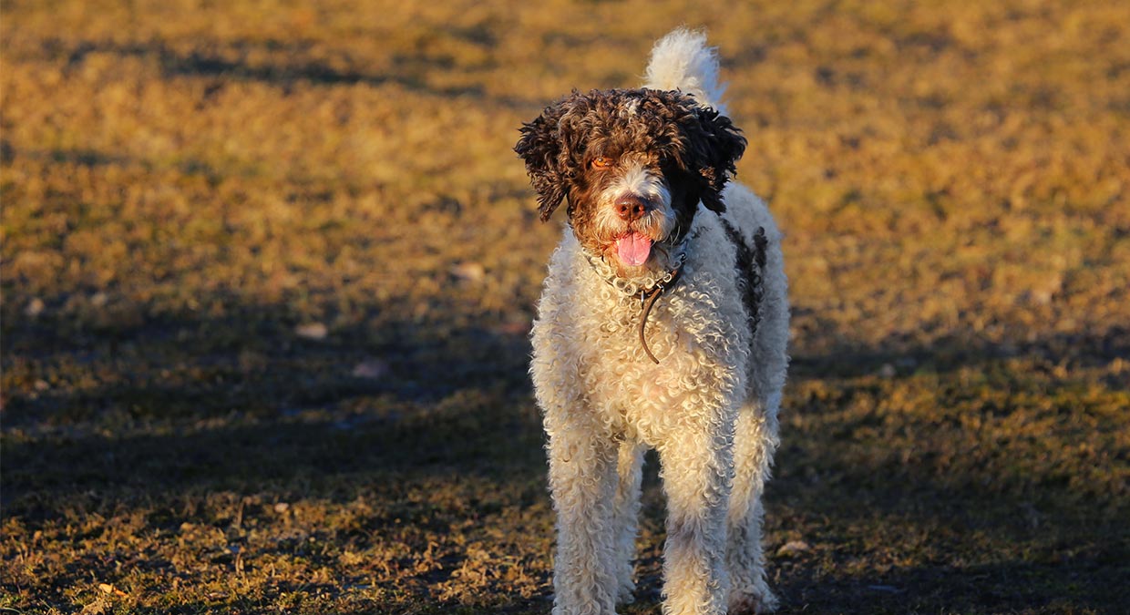 Cão de água espanhol: Uma opção perfeita para pessoas alérgicas •