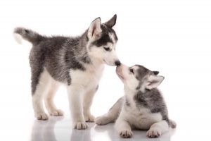 cuidar-husky-cachorinho