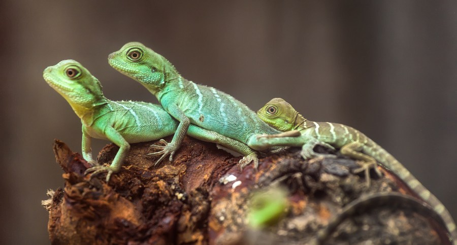 escolher-seu-primeiro-lagarto