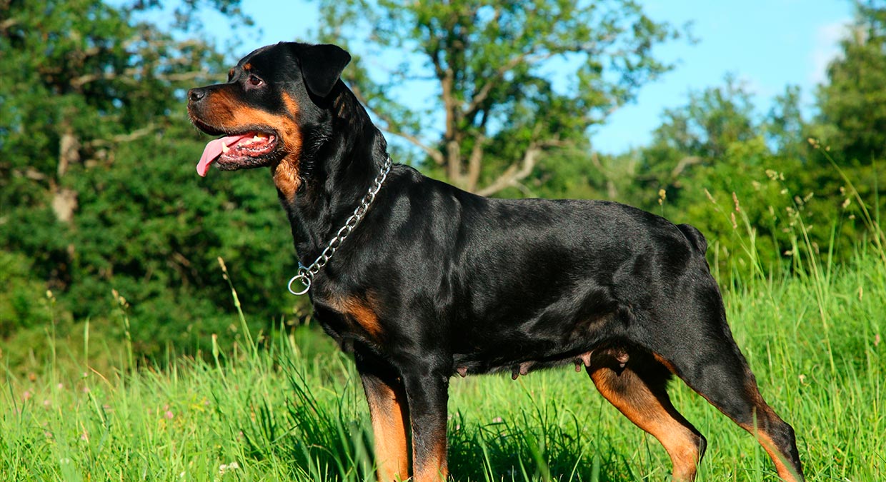 origem-do-rottweiler