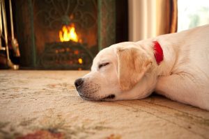 Conselhos para proteger o seu cão do frio