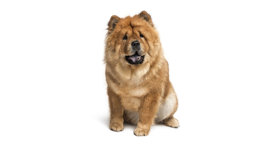 Como cuidar do Chow Chow