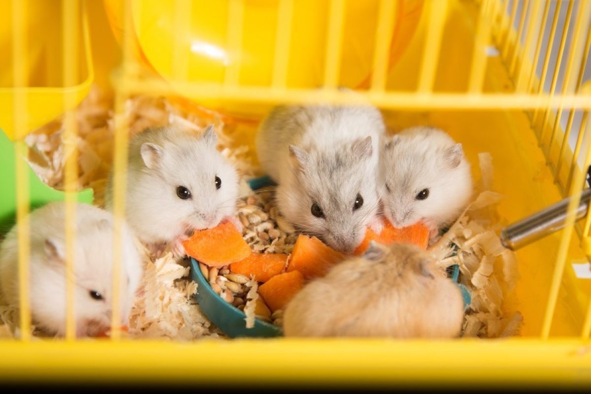 Como Saber Se O Hamster é Fêmea Ou Macho