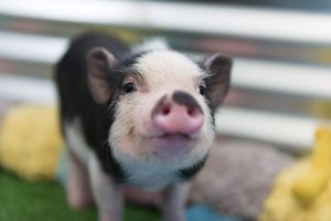 Mini pig como animal de estimação