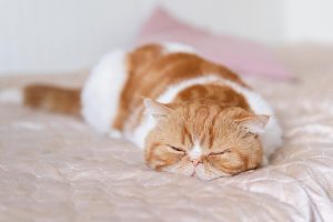 Quanto tempo é que um gato dorme?