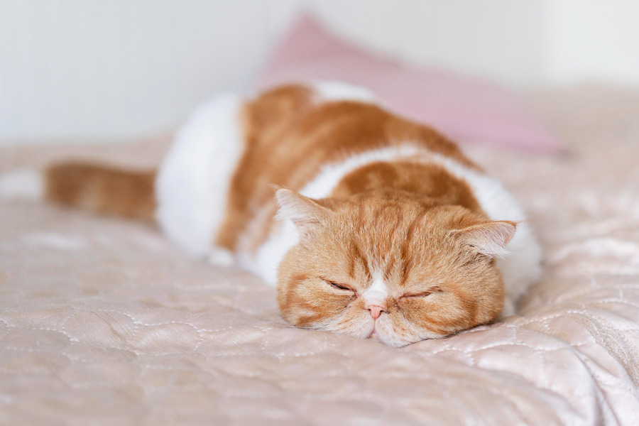Quanto tempo é que um gato dorme?